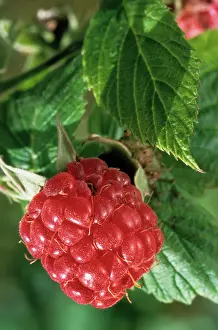 Idaeus: Raspberry - leaf and fruit