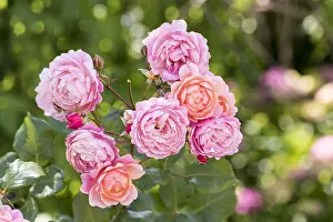 Flare: Raspberry Rose Large Rose Flower Prix Pierre-Joseph