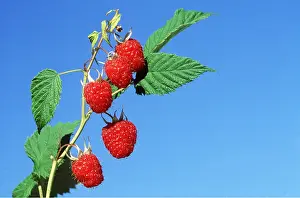 Raspberries: RASPBERRY - x six on plant