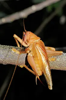 Indochina: Raspy Cricket