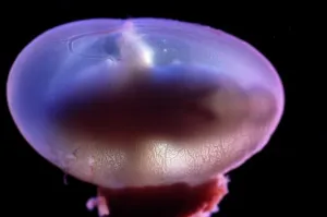 Lifecycle: Rat Embryo - 14.5 days into its gestation period
