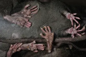Norvegicus: Rat - feet seen from below