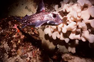 Note: RAT FISH - male, rare, note clasper on head & anal fins