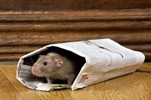 Newspaper: Rat - in newspaper