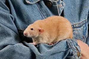 Owners: Rat - on owners arm