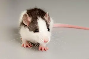 Rattus: Rat (Rattus)