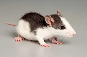 Bicolored: Rat (Rattus)