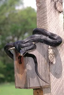 Bluebird: Rat Snake at Bird House