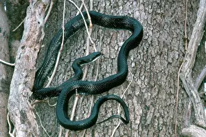 Pilot: Rat Snake Climbing Tree