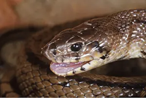Hans D Dossenbach: RAT SNAKE - close up of head