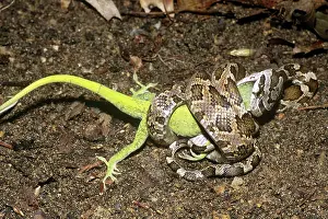 Sqamata: Rat Snake Consuming Anole
