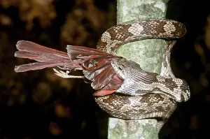 Nonpoisonous: Rat Snake Eating a Cardinal