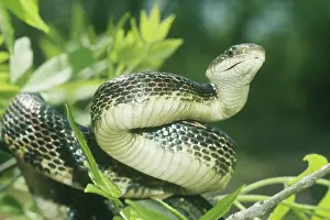 Obsoleta: Rat Snake (Elaphe obsoleta) in tree