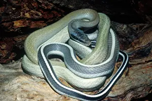Ratsnake: Rat Snake (Elaphe taeniura ridleyi)