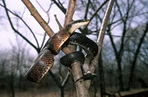 Colubridae: Rat Snake in Tree