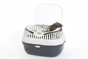 Carriers: Rat - in studio in carrying / travel basket