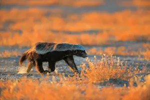 Capensis: Ratel (Mellivora capensis) running, Namibia