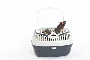 Carriers: Rats - two in studio in carrying / travel basket