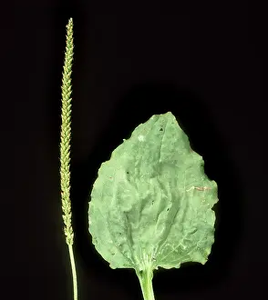 Plantago: Ratstail Plantain