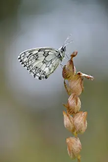 Marbled: Rattle