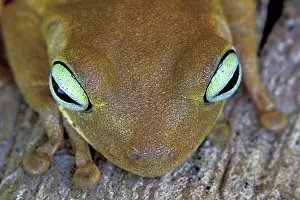 Crepitans: Rattle-voiced Treefrog