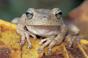 Crepitans: Rattle-voiced Treefrog - Emerald-eyed Treefrog