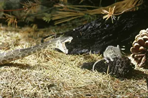 Rattler: Rattler striking at mouse