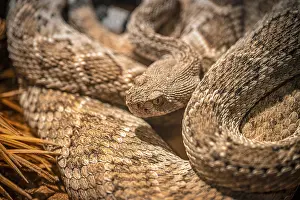 Vipers: A rattlesnake (Crotalus viridis) looks out of its nest with an intense gaze