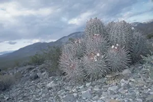 Mitchelli: Rattlesnake in Death Valley