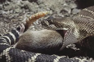 Musculus: Rattlesnake Eating Mouse