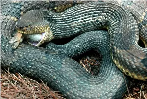 Vipers: Rattlesnake Eating Rabbit