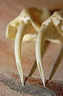 Fangs: Rattlesnake Fangs
