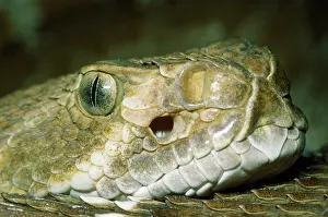 Nose: Rattlesnake - head showing nostril & heat sensitive pit