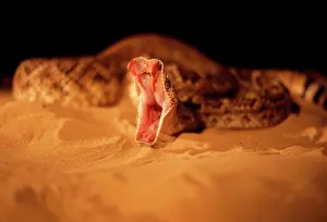 Fangs: RATTLESNAKE - mouth open with fangs on view