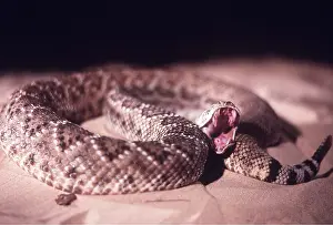 Rungnapa Sasitorn: RATTLESNAKE - mouth open, showing fangs