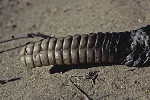 Crotalid: Rattlesnake Rattle