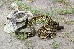Molting: Rattlesnake shedding its skin