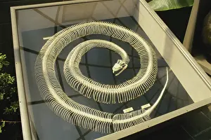 Case: Rattlesnake Skeleton