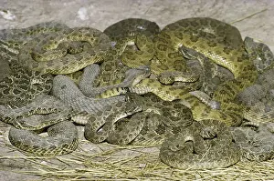 Warmth: Rattlesnakes in Den