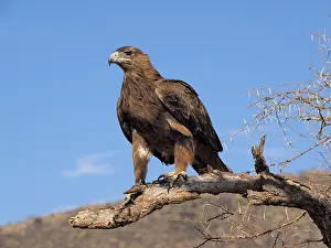 Aquila: Raubadler, Tawvy Eagle, Aquila Rapax OLYMPUS DIGITAL