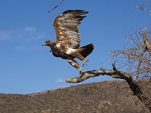 Aquila: Raubadler, Tawvy Eagle, Aquila Rapax OLYMPUS DIGITAL