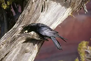 Intelligence: Raven Caching Extra Food
