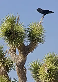 Yucca: Raven - calling from Joshua Tree (Yucca brevifolia)