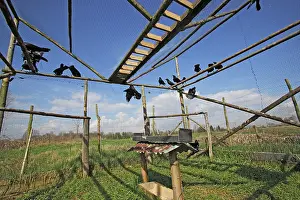 Victims: Raven - captured in snare