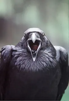Ravens: RAVEN - close-up of head, beak open