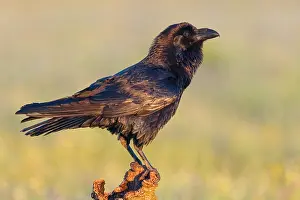 Grand: Raven, Common Raven, Raven, (Corvus cor), Grand
