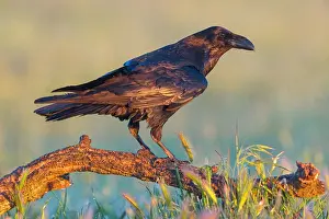 Grand: Raven, Common Raven, Raven, (Corvus cor), Grand