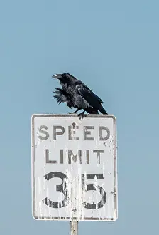 Humour: Raven, Corvus corax, on 35 mph Speed Limit sign