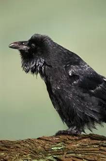 Corax: Raven