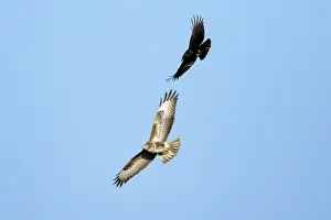 Mobbing: Raven (Corvus corax) - mobbing buzzard (Buteo buteo)